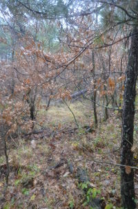 Trees in forest