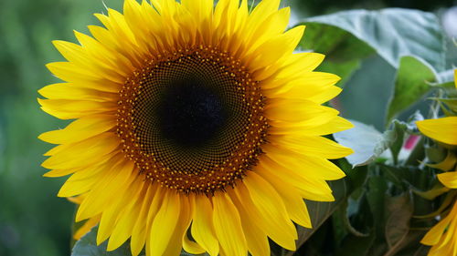 Close-up of sunflower