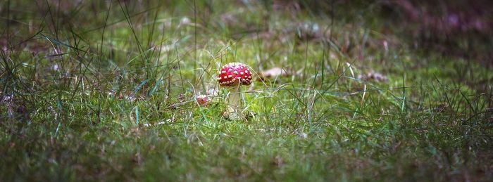 Close-up of mushroom growing on field