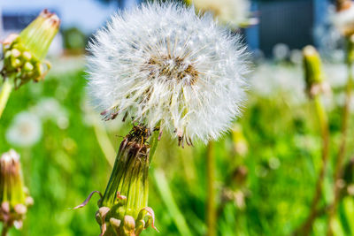 Close-up of dandelion on field