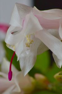 Close-up of flowers