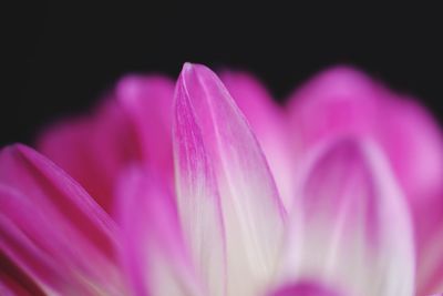 Close-up of pink crocus blooming outdoors