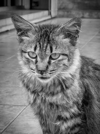 Close-up portrait of cat relaxing on floor