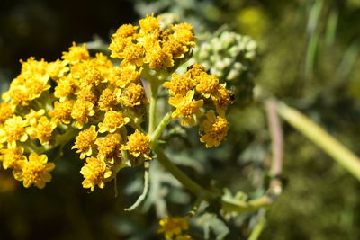 Close-up of yellow flowering plant on field