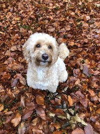 High angle view of dog on dry leaves