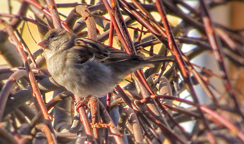 Close-up of bird perching on branch