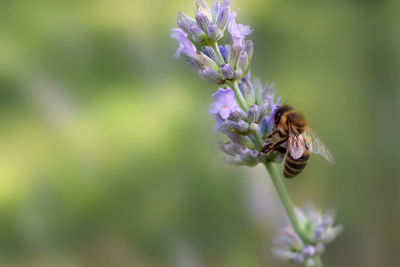 Close-up of bee on purple flower