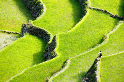 High angle view of green leaf on field