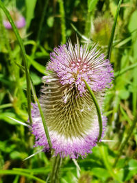 Close-up of purple flower on field