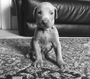 Portrait of puppy sitting on carpet