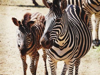 Zebras standing on zebra