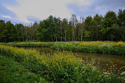 Scenic view of lake in forest against sky