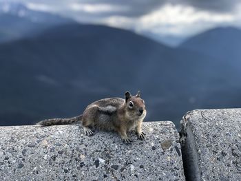 Posing chipmunk