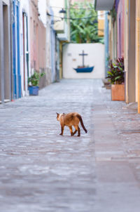 Cat walking on footpath amidst building