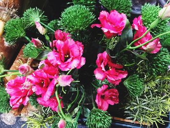 High angle view of pink flowers