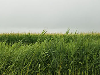 Crops growing on field against sky