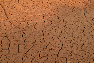 Full frame shot of dry leaf