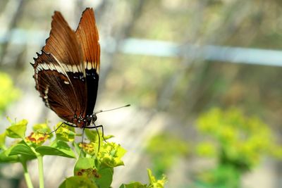 Close-up of butterfly perching on leaf