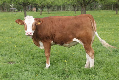 Cow standing in a field