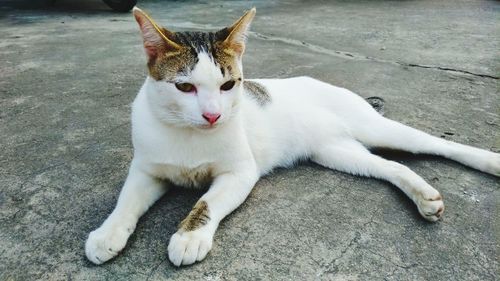 High angle view of cat resting on floor