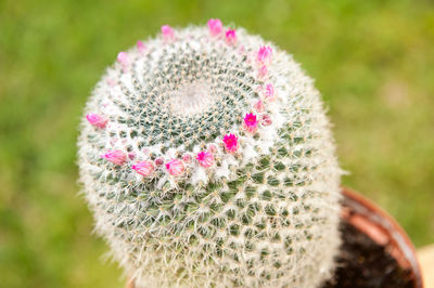 Close-up of flower against blurred background