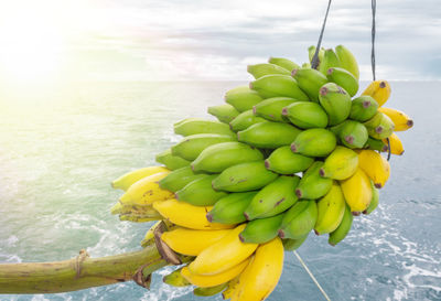 Fruits growing on sea shore against sky