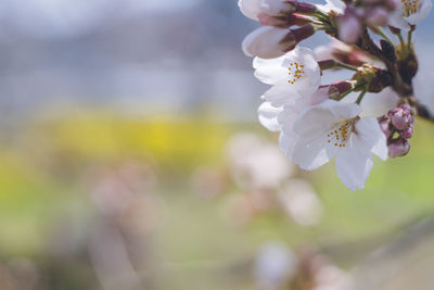 Cherry blossoms and yellow flowers ukiha, fukuoka, kyushu, japan row of cherry trees along the river