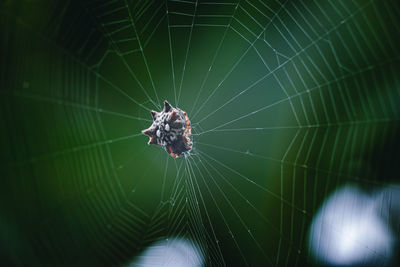 Spider on the web with green background.