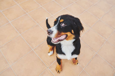 High angle view of bernese mountain dog puppy looking away