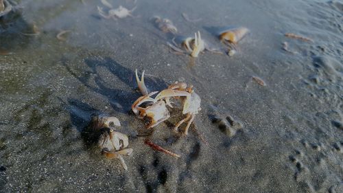 High angle view of crab on beach