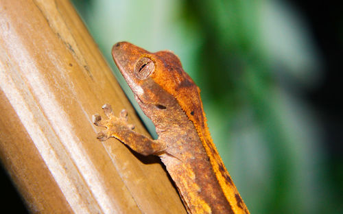 Close-up of frog on tree