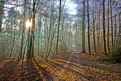 Trees in forest during autumn