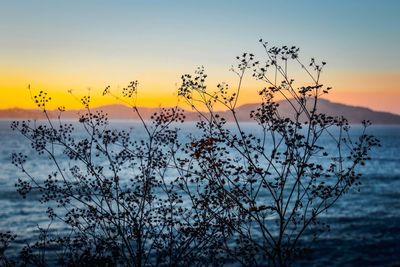 Close-up of silhouette plants against sky during sunset