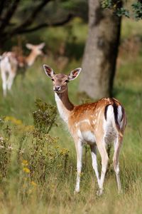 Deer in forest