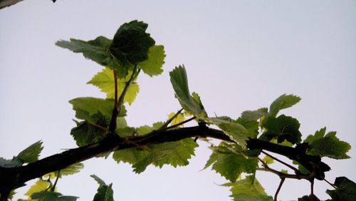 Low angle view of tree against clear sky