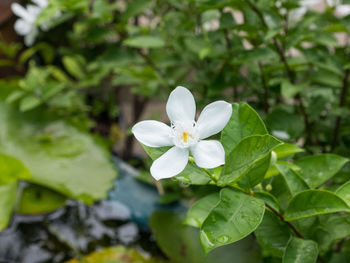 Close-up of white flowering plant