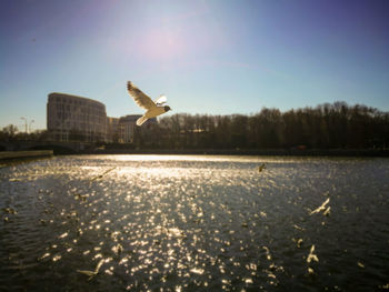 Birds flying over lake against clear sky