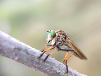 Close-up of insect on twig