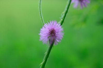 Close-up of purple flowering plant