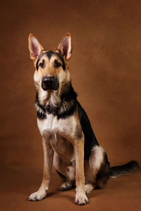 Portrait of dog sitting against gray background