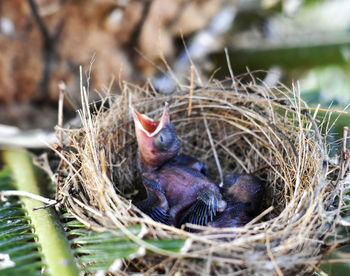 View of birds in nest