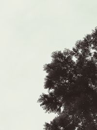 Low angle view of tree against clear sky