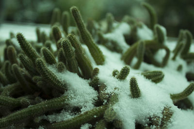 Close-up of snow