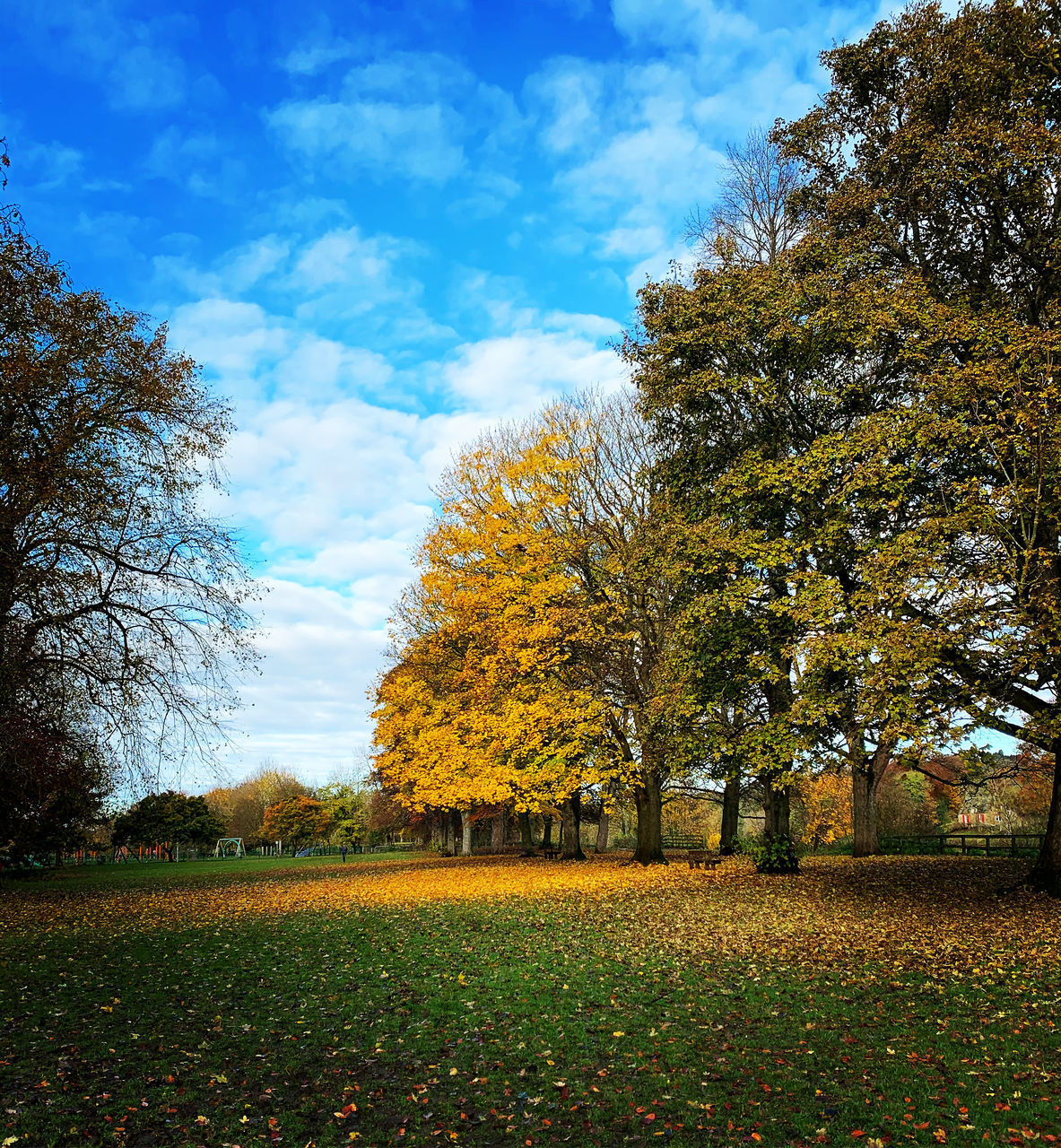 TREES ON FIELD DURING AUTUMN