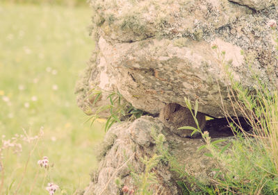 Close-up of lizard on land