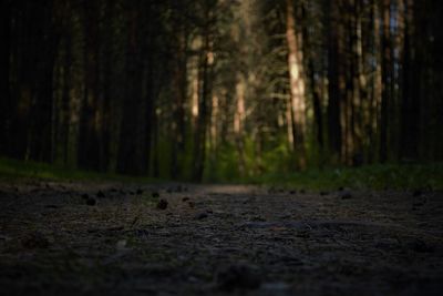 Surface level of trees on field in forest