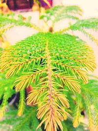 Close-up of fresh green plant