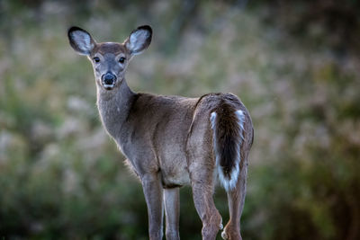 Portrait of white-tailed deer against plants