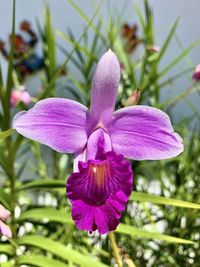 Close-up of purple flowering plant