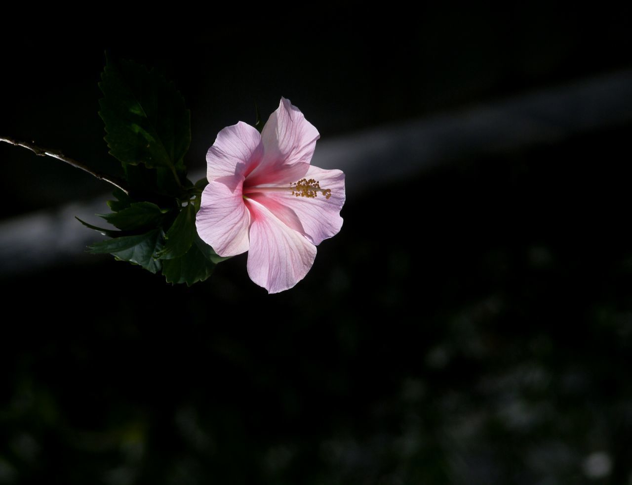 CLOSE-UP OF HIBISCUS FLOWER